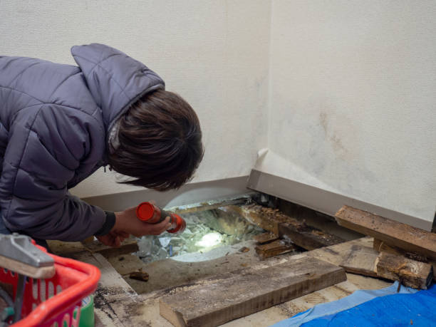 Best Water Damage & Mold Remediation  in Onsted, MI