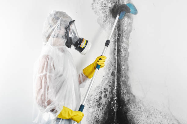 Mold Documentation for Insurance Claims in Onsted, MI